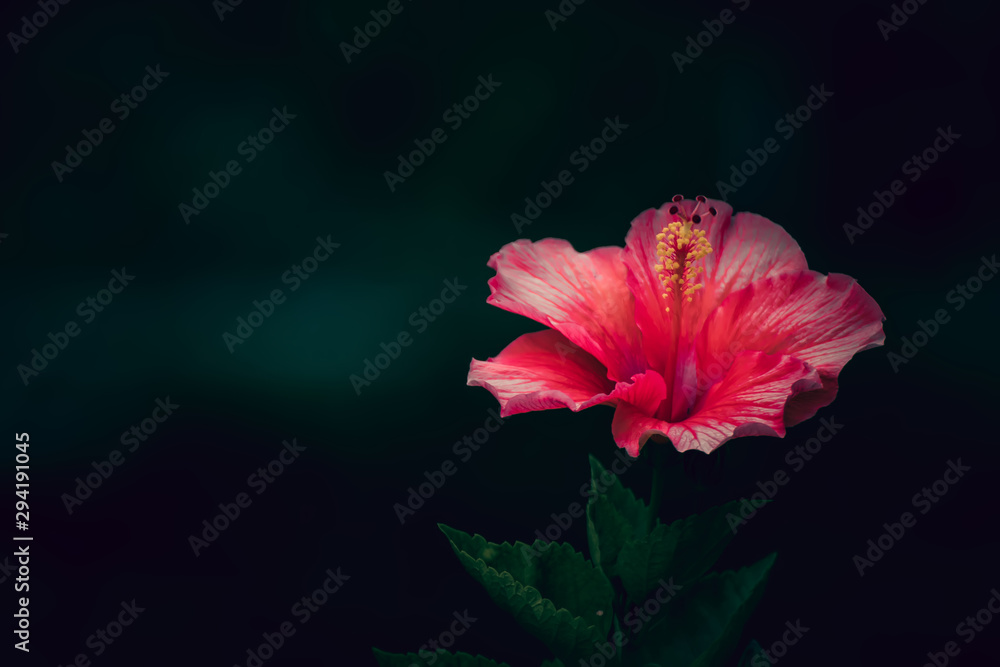 Fototapeta premium Pink hibiscus flower on tree