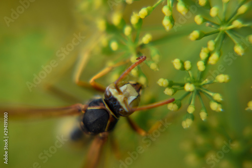 Wasp Face