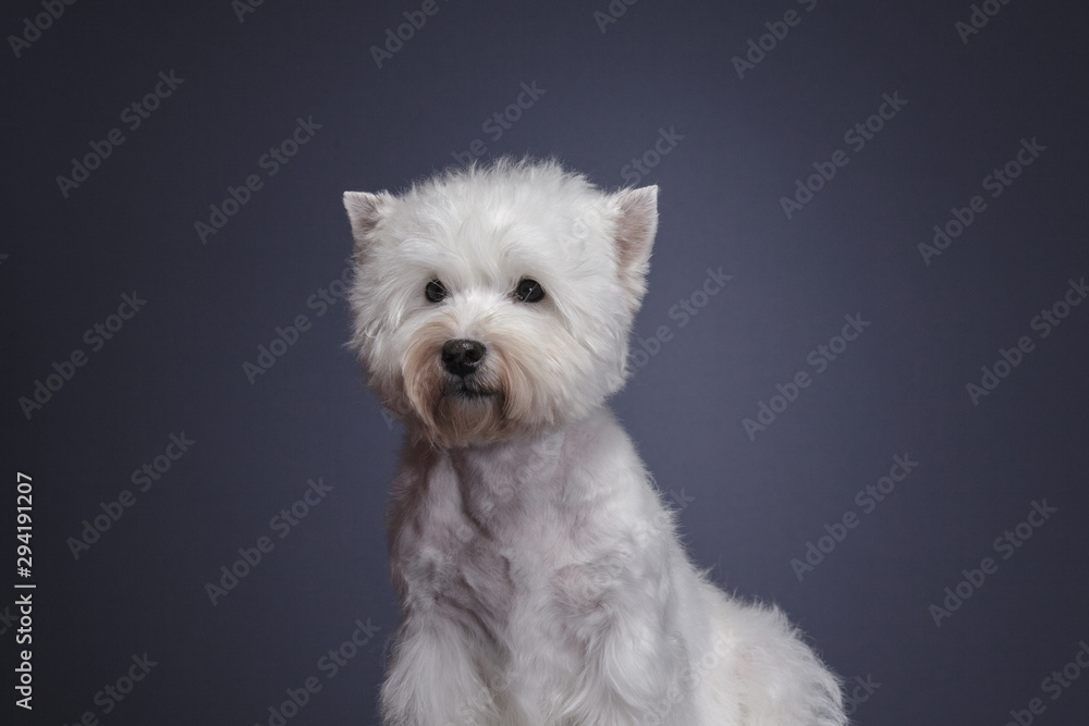 little dog breed west highland white terrier on grey background, close-up studio shot. little dog breed west highland white terrier on grey background, close-up studio shot.