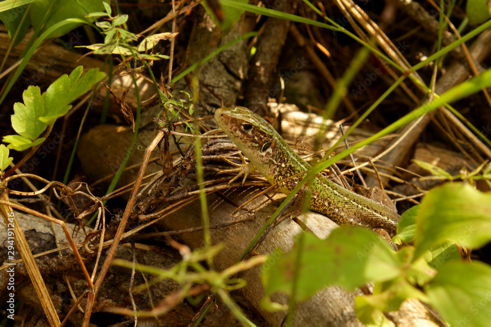 Lizzard Lizzard