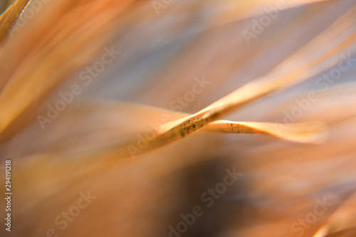 Dried Pine Needles