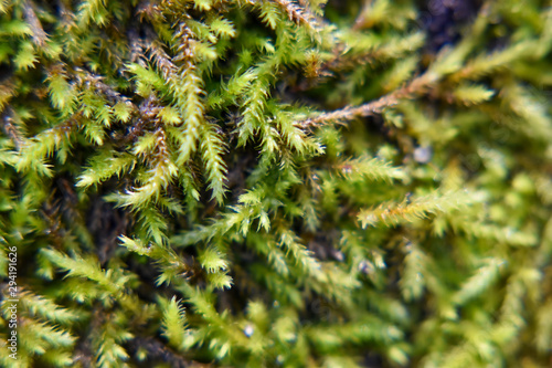 Macro Moss