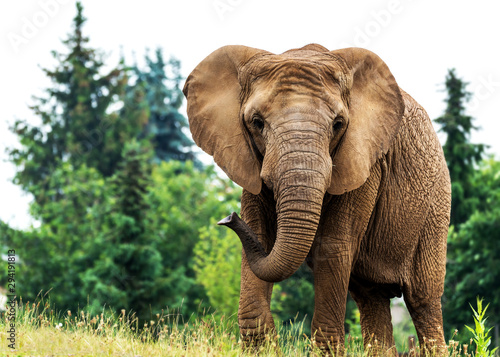 Photography elephant
