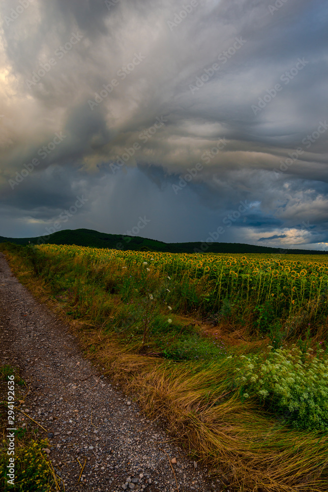 Storm clouds in the summer near sunflowers field