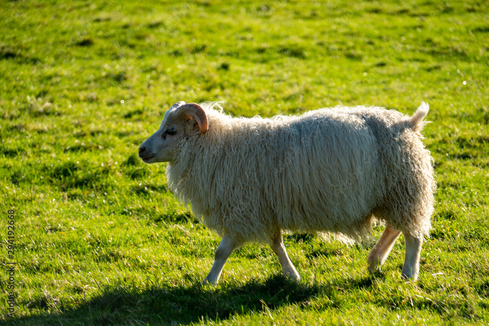 Sheep on the grass in Iceland on a sunny day Sheep on the grass in Iceland on a sunny day