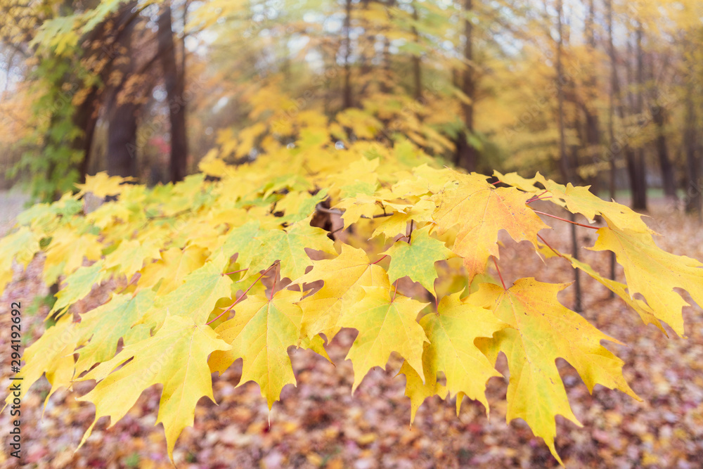 Yellow leaves of a tree. Autumn background. Yellow leaves of a tree. Autumn background.