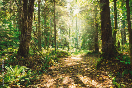 Spectacular autumn forest colours and views of magical light and paths in the woods.  Bowen Island BC Canada.