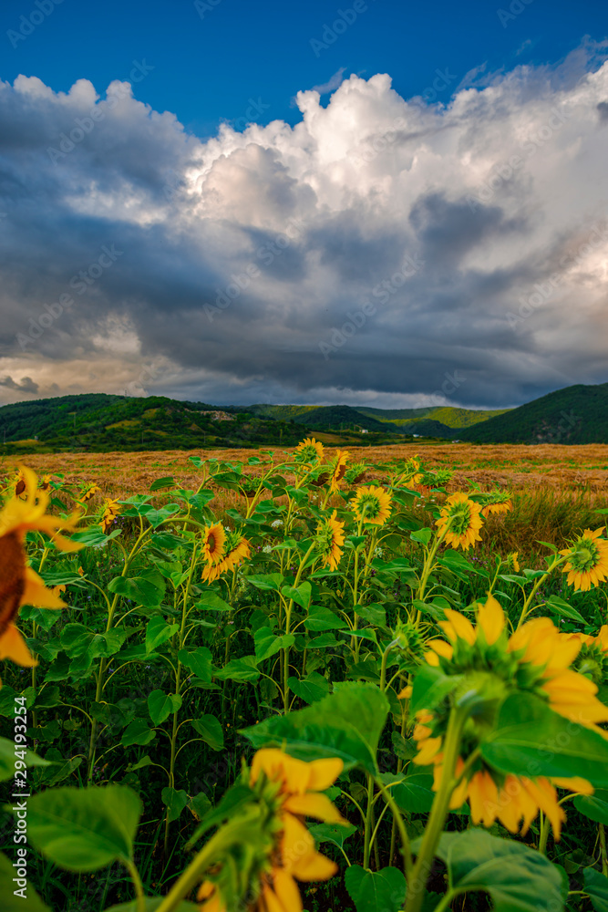 Sunflowers landscape