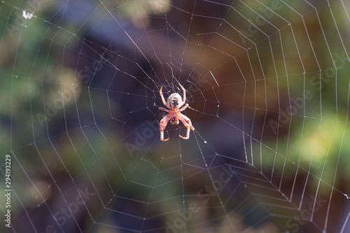 Gran araña en su tela  © Ral