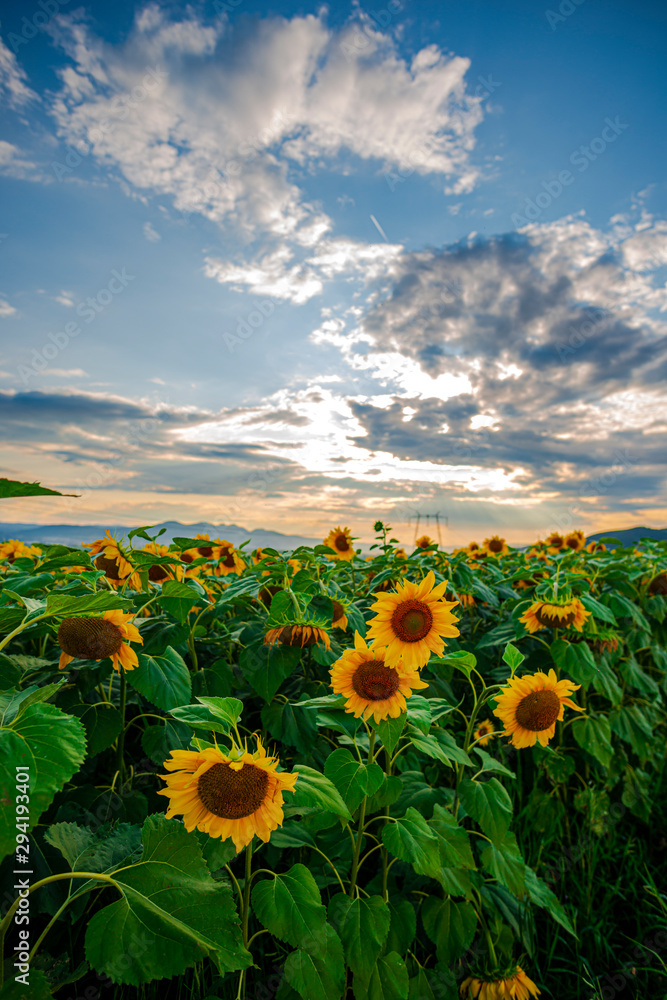 Obraz premium Sunflowers landscape