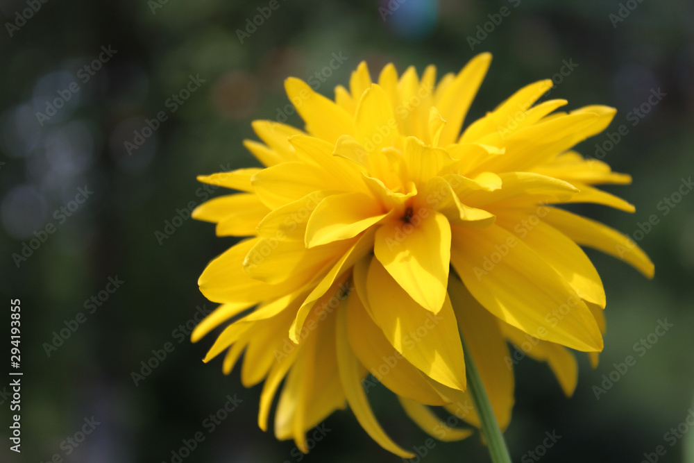 yellow flower