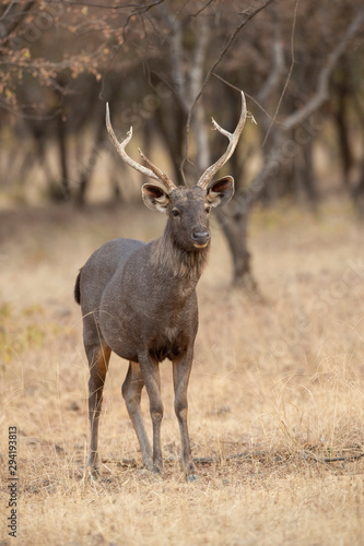 Sambhar Deer at Ranthambhore National Park,Rajasthan,India,Asia photo