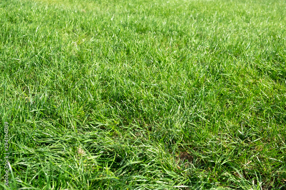 The texture of green grass field The texture of green grass field