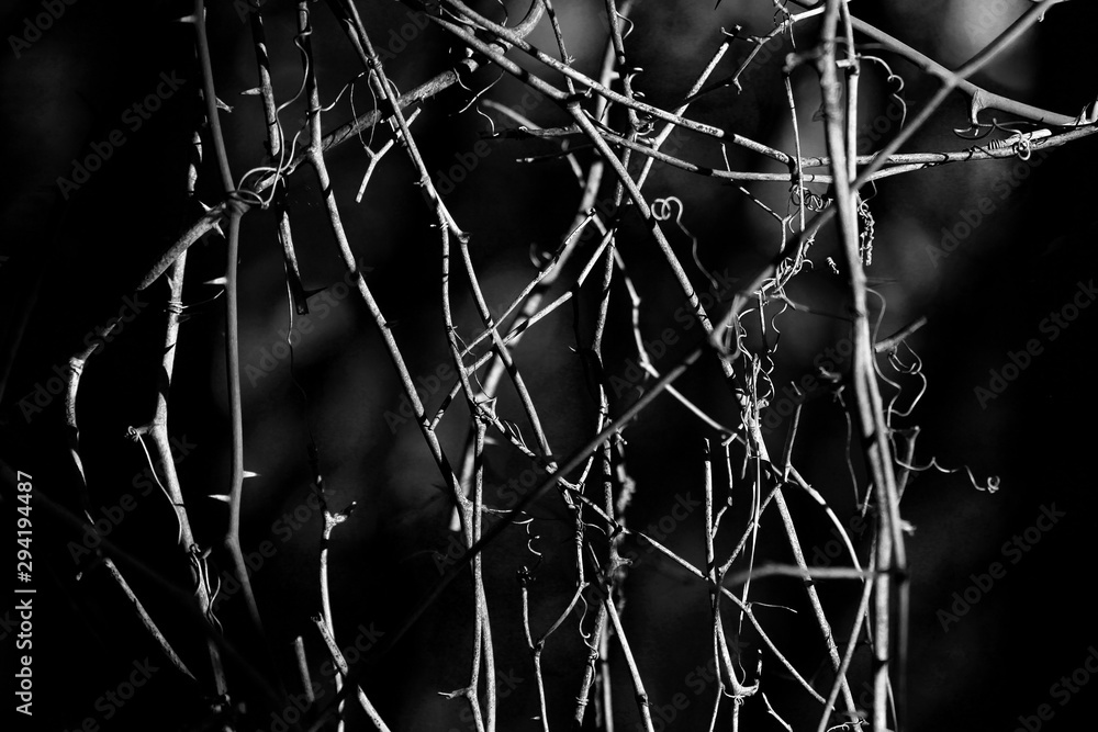 Winded vine isolated on black background in fall