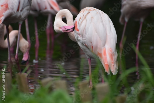 Flamant