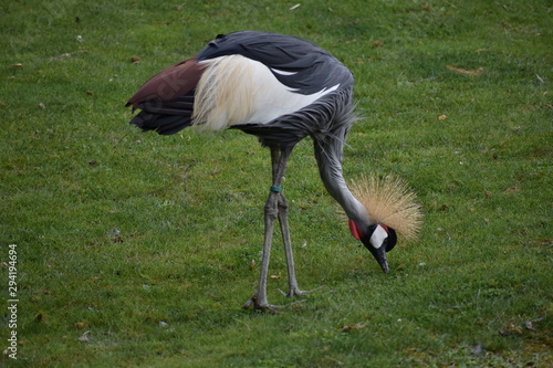 Oiseau