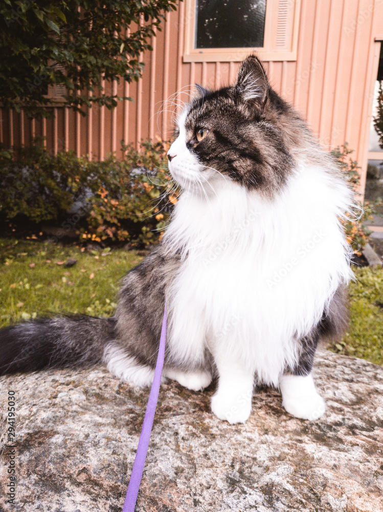 Obraz premium Norwegian forest cat looking curious