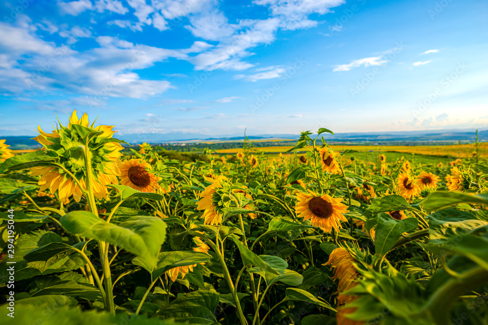 Obraz premium Sunflowers field