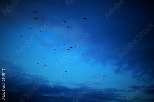  birds in the sky © Лариса Захарова