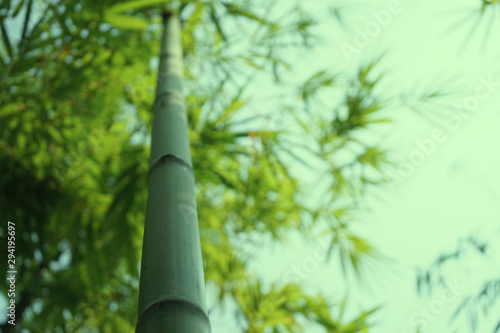 Bamboo forest in the park (blurred image)
