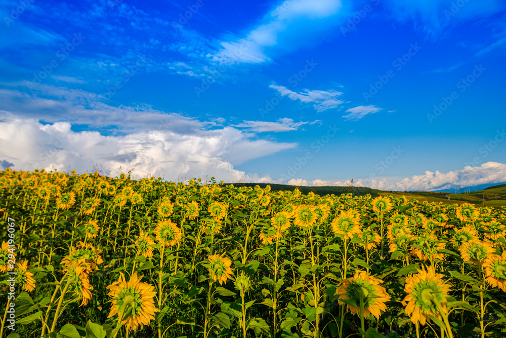 Beautiful landscape in the summer ion sunny day