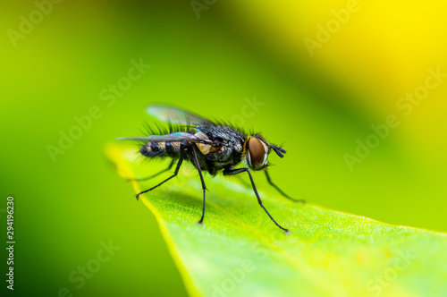 Exotic Tropical Drosophila Fruit Fly Diptera Parasite Insect on Plant Leaf Macro © nechaevkon