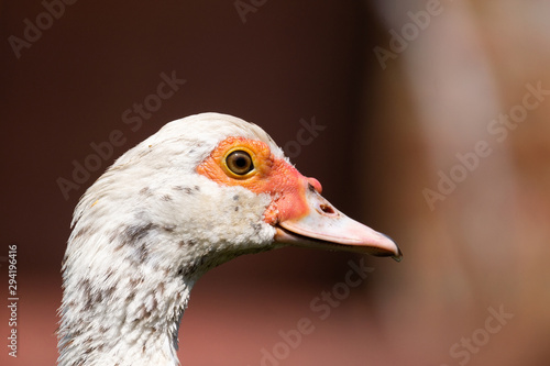 portrait of a white duck
