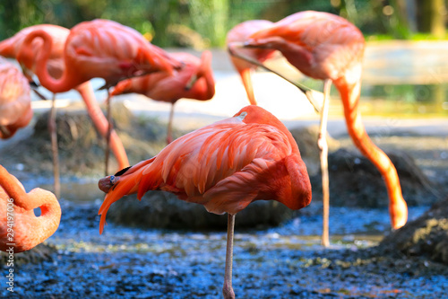 Flock of Pink Caribbean flamingos
