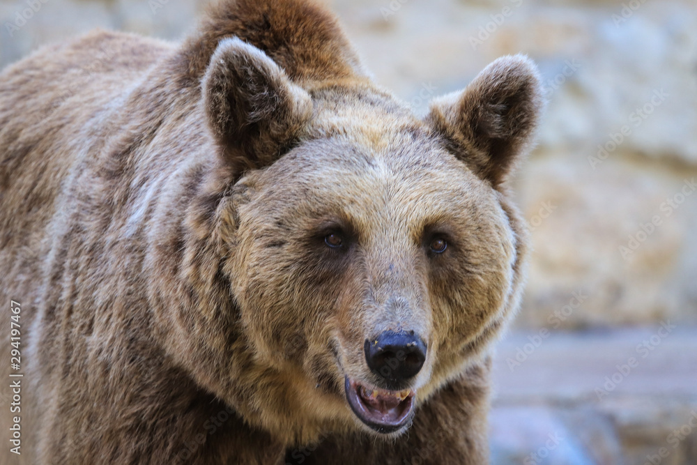 Close up photo of a wild, big Brown Bear