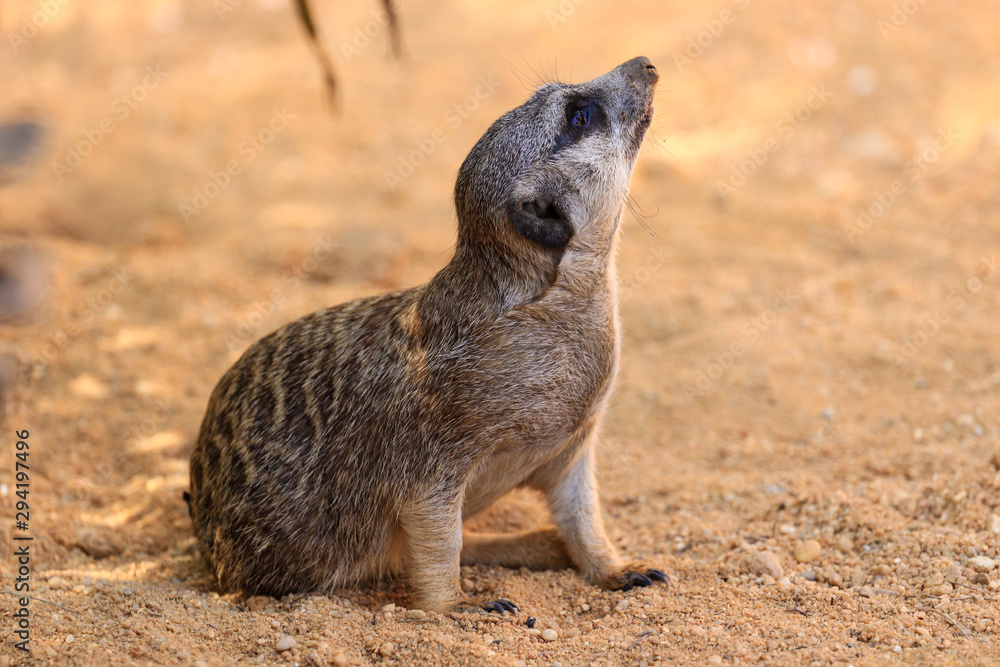 Fototapeta premium Suricata, Meerkat sitting on the sand in a savana in Africa