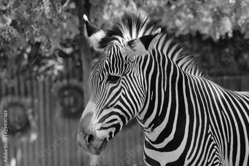 Zebra  animal  portrait  wildlife
