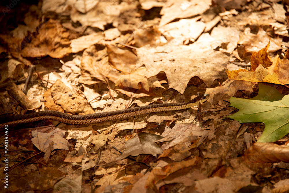 Garter Snake in the fall forest autumn leaves Garter Snake in the fall forest autumn leaves