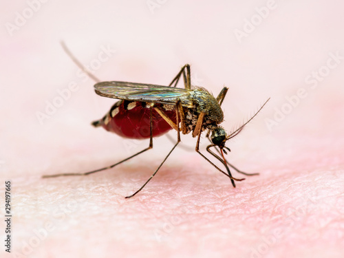 Dangerous Zika Infected Mosquito Skin Bite. Leishmaniasis, Encephalitis, Yellow Fever, Dengue, Malaria Disease, Mayaro or Zika Virus Infectious Culex Mosquito Parasite Insect Macro. © nechaevkon