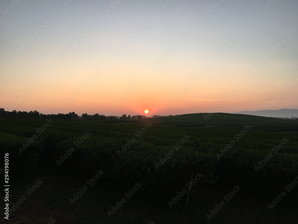 Sunrise behind mountain in the morning with dark tea tree garden in the field. Sunrise behind mountain in the morning with dark tea tree garden in the field.