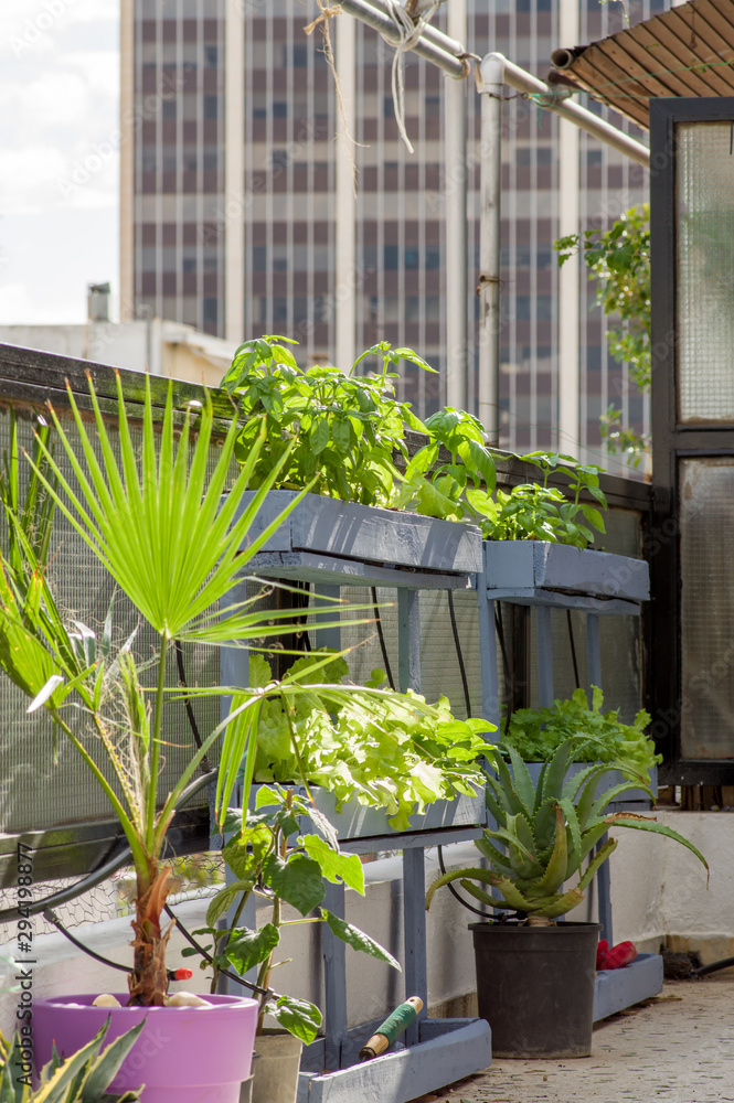 Urban Garden with lettuce, spinach, palm, basil, yasmin, lantanas and automatic irrigation system on a balcony in Athens