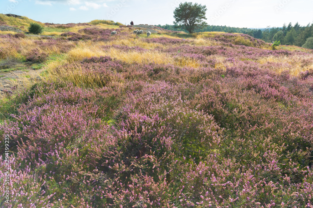 Green trees with blue sky in the backgound and pink red violet heather as foreground Green trees with blue sky in the backgound and pink red violet heather as foreground