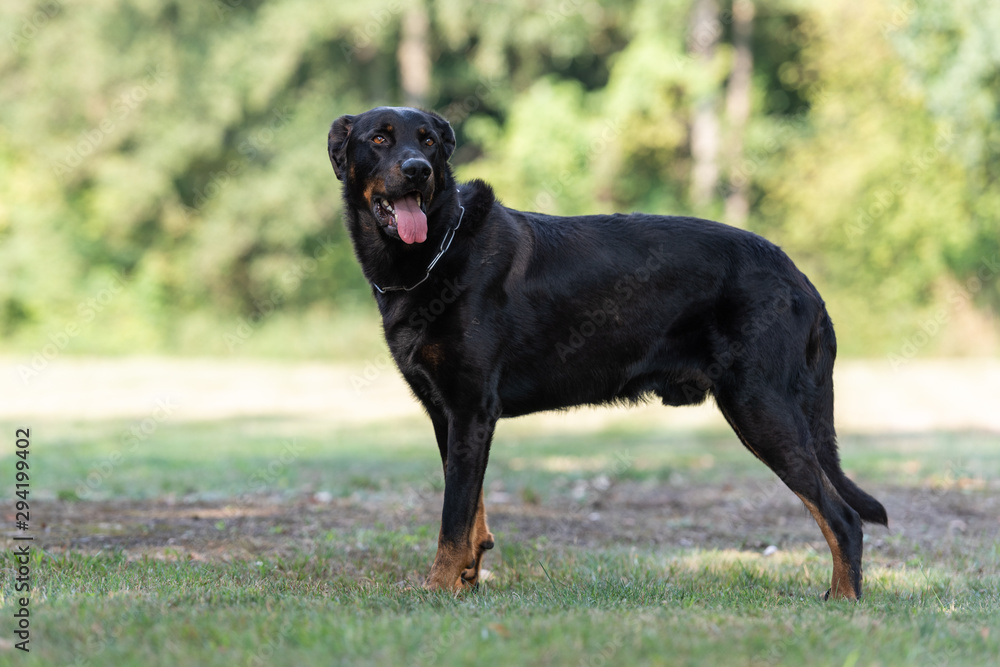 Beauceron - ein französischer Hütehund Beauceron - ein französischer Hütehund