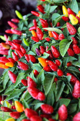 Obraz na płótnie Bush of Small red hot chili peppers close-up