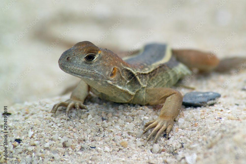 Small lizard on the sand on a Sunny day. Close up. Small lizard on the sand on a Sunny day. Close up.