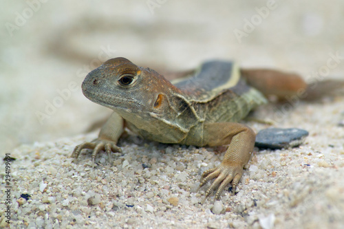 Small lizard on the sand on a Sunny day. Close up.