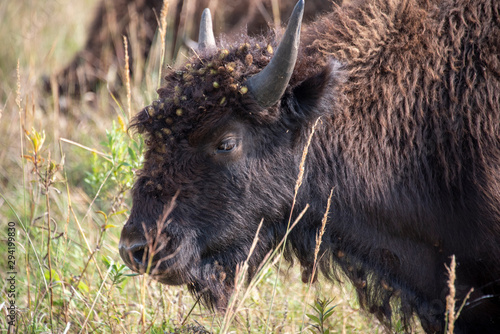 Bison Head Full of Burs