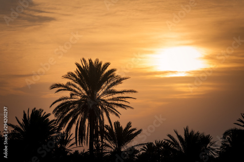 Palm tree on the tropical beach