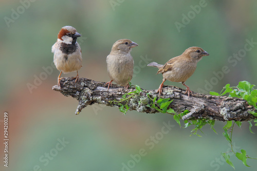 Three sparrows perched on a branch with ivy and looking to the right