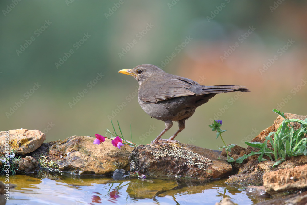 Common blackbird (Turdus merula) perched by the water Common blackbird (Turdus merula) perched by the water