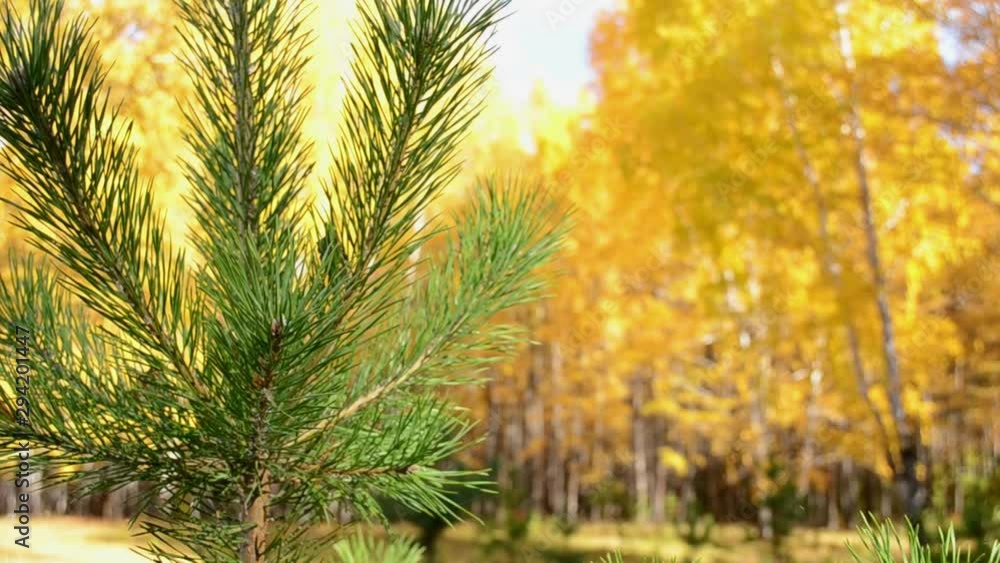 Autumn in Mokrousovo, Golden autumn