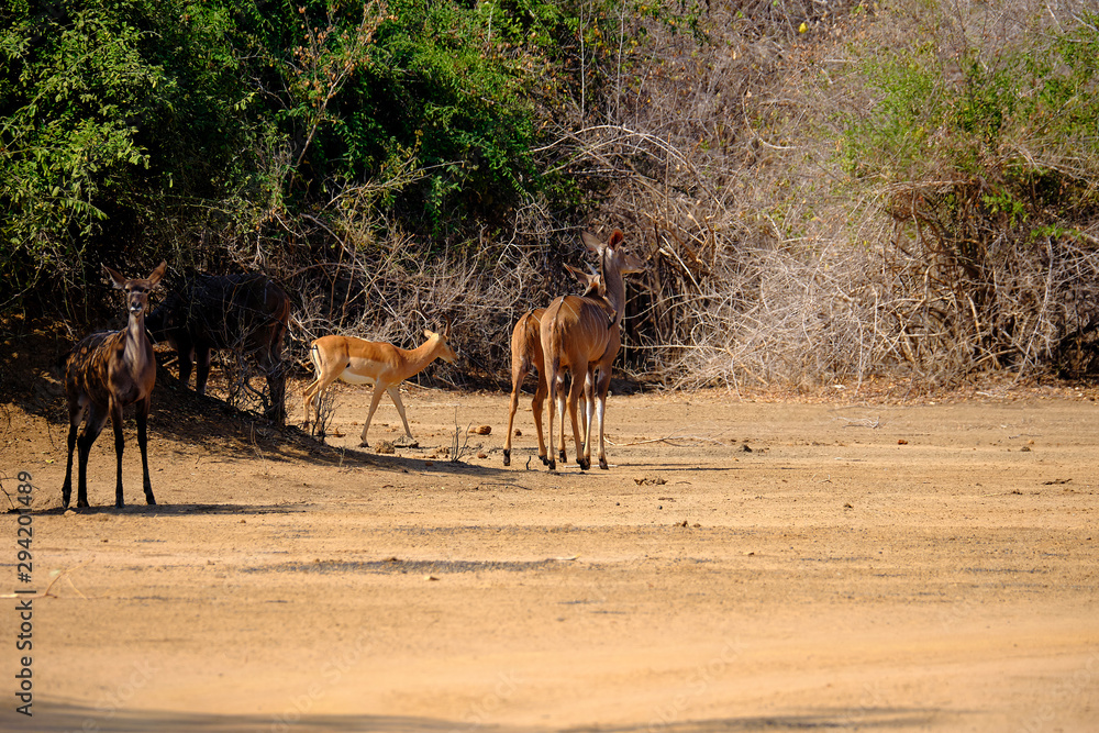 Kudu in Mana Pools National Park, Zimbabwe