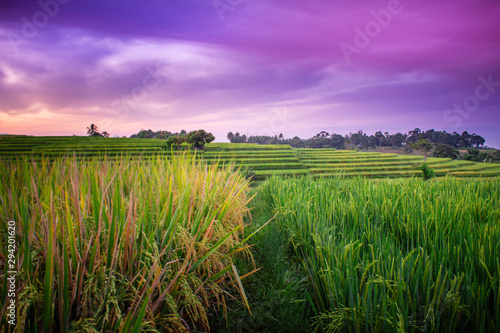 indonesia travel destination  morning sunrise sky with beauty color of rice fields