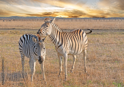 Zebras couple  African herbivore animals on the prairie  autumn sunset landscape.