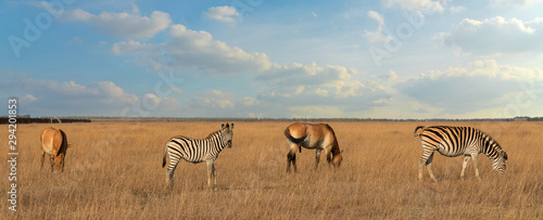 Przewalski s horses and zebras African herbivore animals group feeding and browsing on the grass  steppe landscape in autumn.