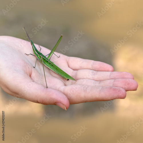 Locust (The Common Acrida) or green grasshopper, insect on the open human hand. Can be found in damp meadows and woodland rides throughout summer. photo